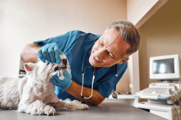 Best Emergency Dental Surgery in Lame Deer, MT